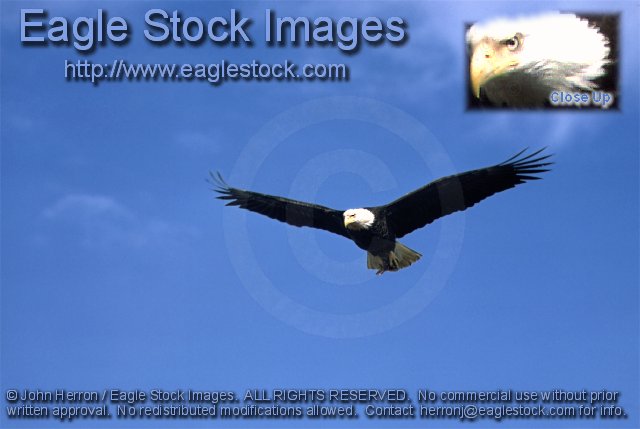 bald eagles inflight- photo #bef15